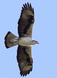 L'aigle de Bonelli :: Cazedarnesgarrigue